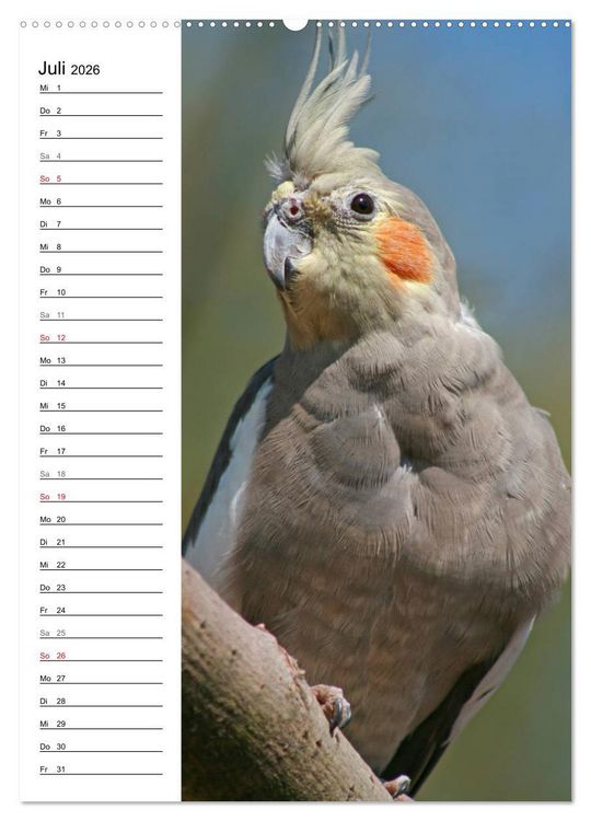 Produktbild: Der Nymphensittich-Terminplaner (hochwertiger Premium Wandkalender 2026 DIN A2 hoch), Kunstdruck in Hochglanz