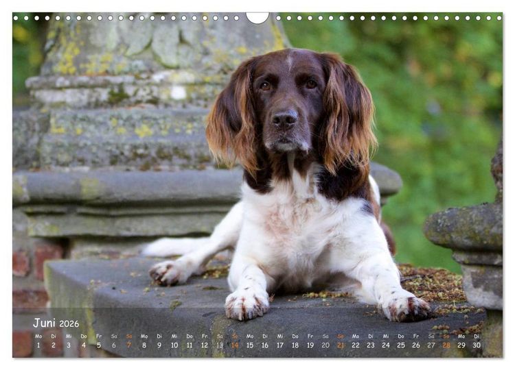 Produktbild: Jagdhunde - Treue Waidgesellen (Wandkalender 2026 DIN A3 quer), CALVENDO Monatskalender