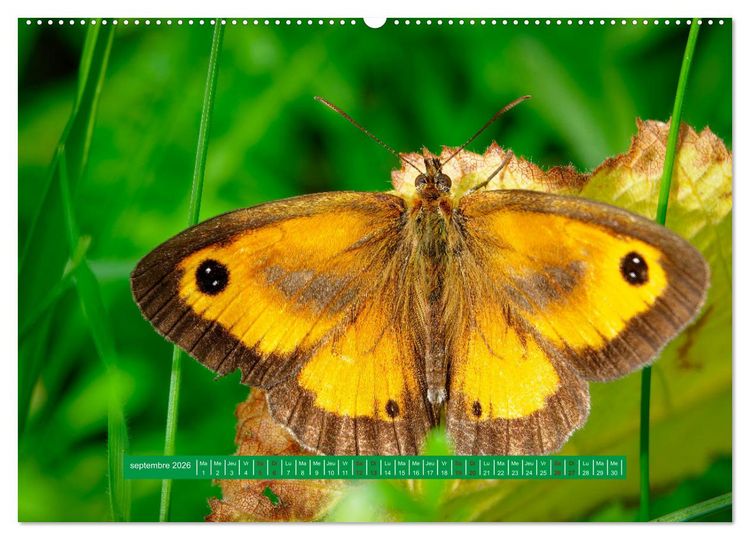 Produktbild: La vie de nos prairie, les papillons (Calendrier mural 2026 DIN A2 vertical), CALVENDO calendrier mensuel