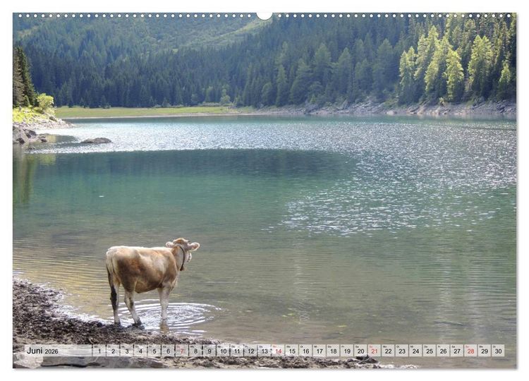 Produktbild: Gl&uuml;ckliche K&uuml;he auf saftigen Wiesen (Wandkalender 2026 DIN A2 quer), CALVENDO Monatskalender