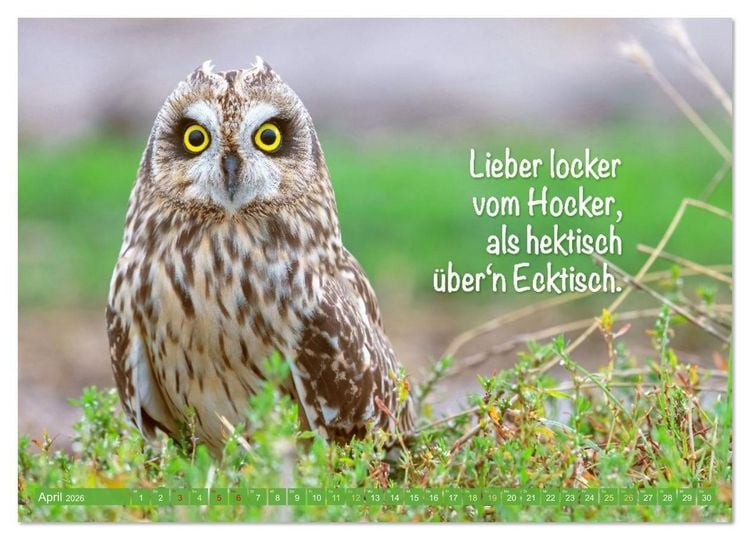 Produktbild: Die Eulen sind los: Edition lustige Tiere (Wandkalender 2026 DIN A3 quer), CALVENDO Monatskalender