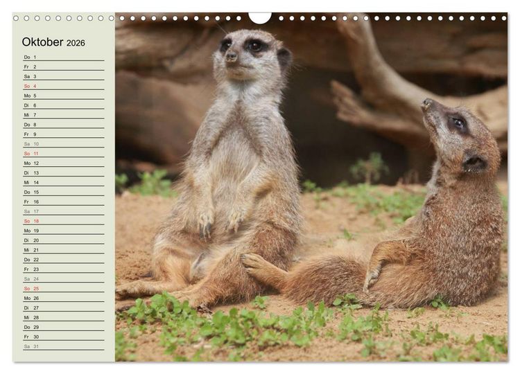 Produktbild: Erdm&auml;nnchen (Wandkalender 2026 DIN A3 quer), CALVENDO Monatskalender