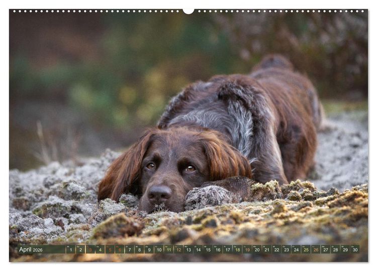Produktbild: Jagdhund im Portrait - Deutsch Langhaar (Wandkalender 2026 DIN A2 quer), CALVENDO Monatskalender