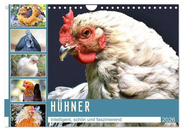 Produktbild: H&uuml;hner. Intelligent, sch&ouml;n und faszinierend (Wandkalender 2026 DIN A4 quer), CALVENDO Monatskalender