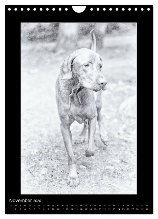 Produktbild: Vizsla-Liebe (Wandkalender 2026 DIN A4 hoch), CALVENDO Monatskalender