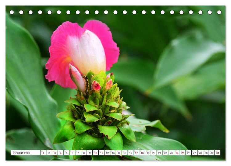 Produktbild: Asiatische Blumenpracht (Tischkalender 2026 DIN A5 quer), CALVENDO Monatskalender