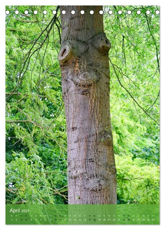Produktbild: Geister im Wald 2027 (Tischkalender 2027 DIN A5 hoch), CALVENDO Monatskalender