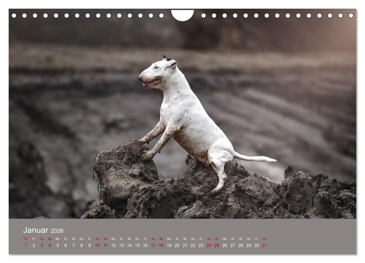 Produktbild: Fantastische Bullterrier - Sieger im Herzen (Wandkalender 2026 DIN A4 quer), CALVENDO Monatskalender