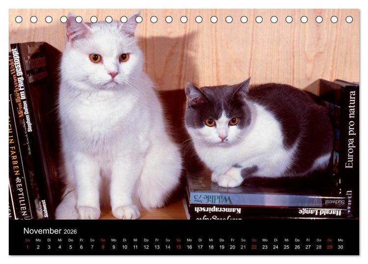 Produktbild: Katzen (Tischkalender 2026 DIN A5 quer), CALVENDO Monatskalender