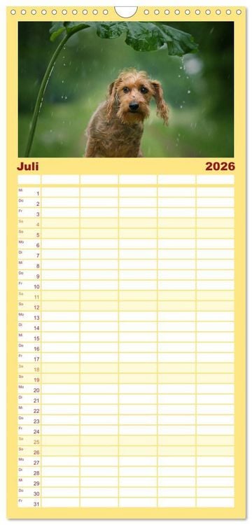 Produktbild: Familienplaner 2026 - DACKELmix Elli Pirelli mit 5 Spalten (Wandkalender, 21 x 45 cm) CALVENDO