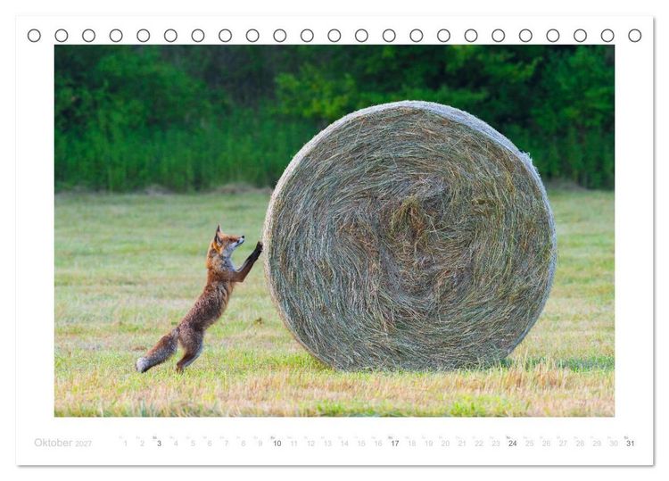 Produktbild: Der Rotfuchs (Tischkalender 2027 DIN A5 quer), CALVENDO Monatskalender