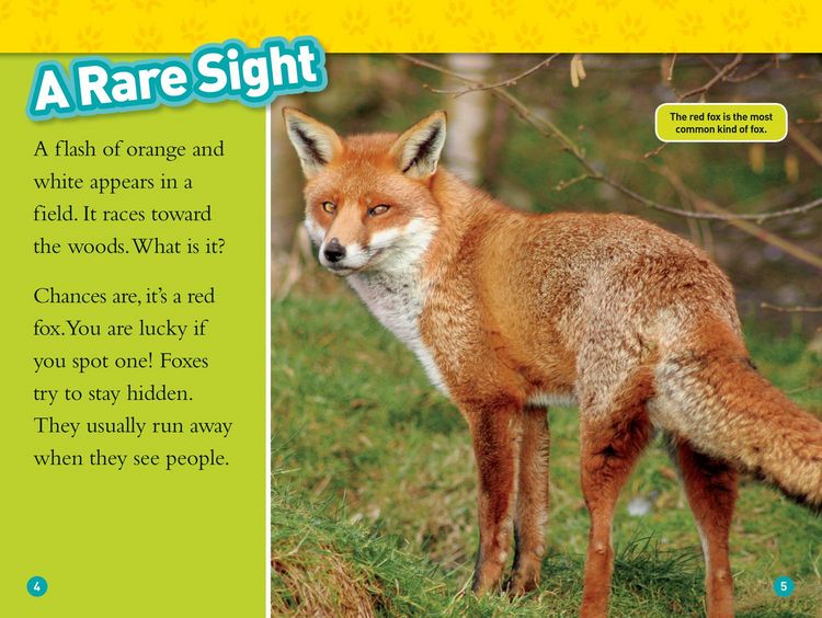 Produktbild: Foxes (National Geographic Kids Readers, Level 2)
