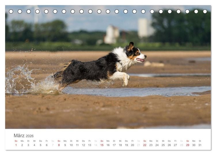 Produktbild: Australian Shepherd 2026 (Tischkalender 2026 DIN A5 quer), CALVENDO Monatskalender