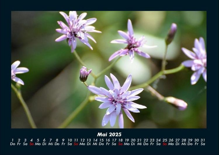 Produktbild: Blumentr&auml;ume 2025 Fotokalender DIN A4