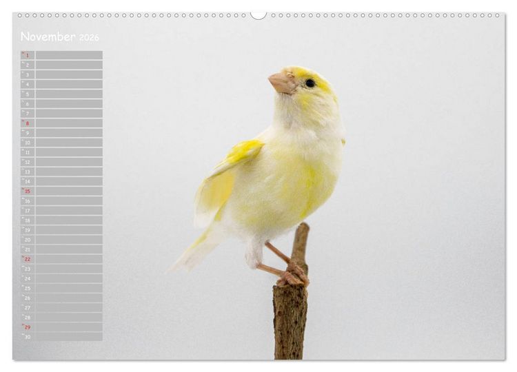 Produktbild: Kanarienv&ouml;gel - Bunte Welt (hochwertiger Premium Wandkalender 2026 DIN A2 quer), Kunstdruck in Hochglanz