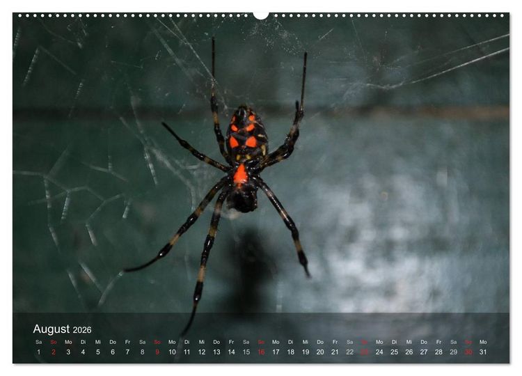 Produktbild: Faszination Spinnen (Wandkalender 2026 DIN A2 quer), CALVENDO Monatskalender