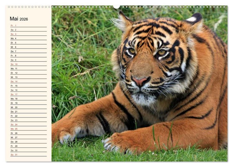 Produktbild: Tiger. Gestreift, wild und sch&ouml;n (Wandkalender 2026 DIN A2 quer), CALVENDO Monatskalender