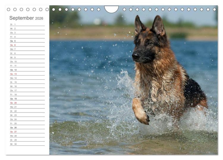 Produktbild: Deutsche Sch&auml;ferhunde Seelentr&ouml;ster (Wandkalender 2026 DIN A4 quer), CALVENDO Monatskalender