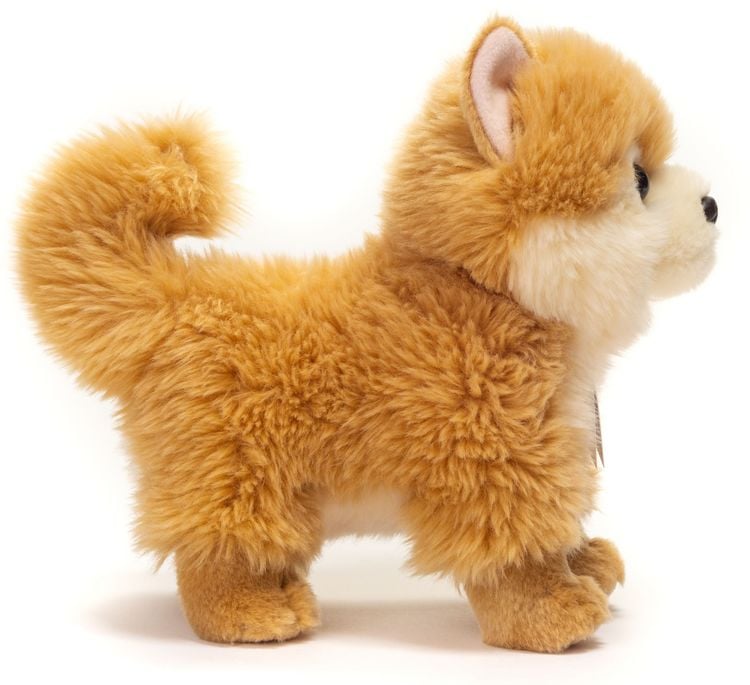 Produktbild: Zwergspitz, 22 cm