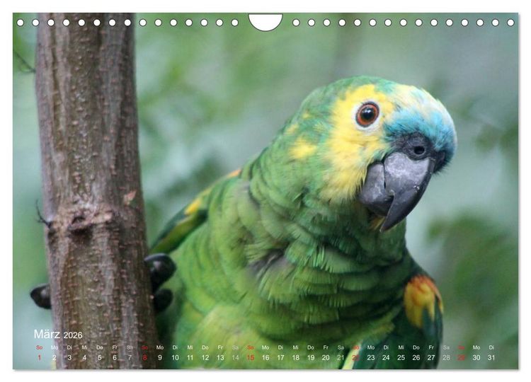 Produktbild: Blaustirnamazonen - Papageien in Paraguay (Wandkalender 2026 DIN A4 quer), CALVENDO Monatskalender