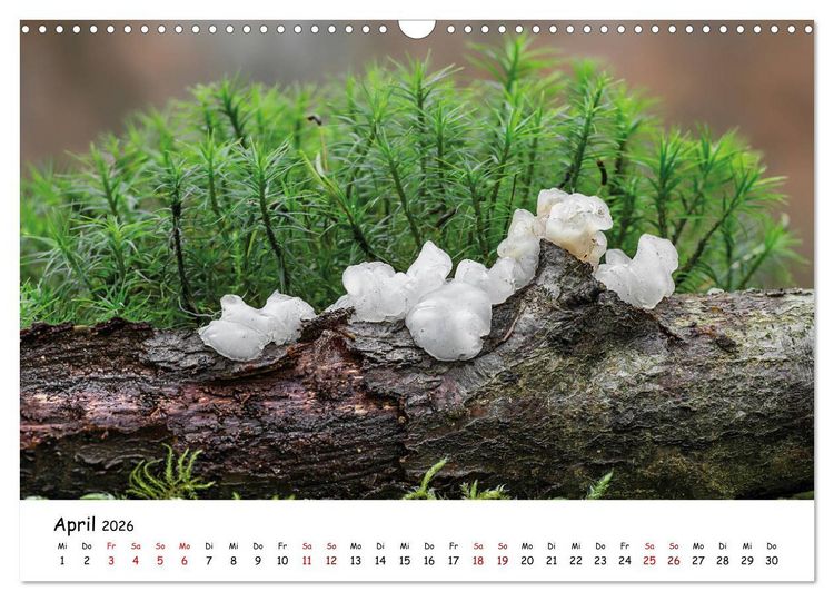 Produktbild: Pilzgalerie - Die bunte Welt der Baumpilze (Wandkalender 2026 DIN A3 quer), CALVENDO Monatskalender