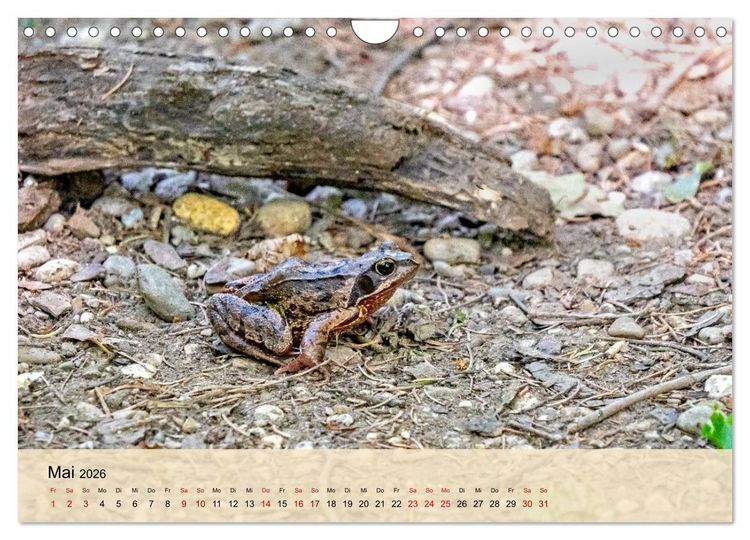 Produktbild: Wildes Stadtleben in M&uuml;nchen (Wandkalender 2026 DIN A4 quer), CALVENDO Monatskalender