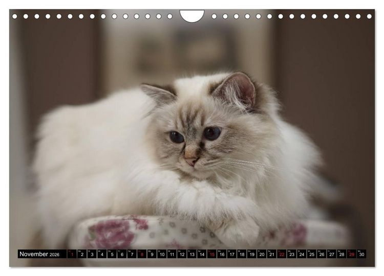 Produktbild: Heilige Birma Katzenkalender (Wandkalender 2026 DIN A4 quer), CALVENDO Monatskalender