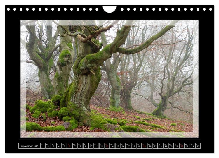 Produktbild: Zauberwald HALLOH (Wandkalender 2026 DIN A4 quer), CALVENDO Monatskalender