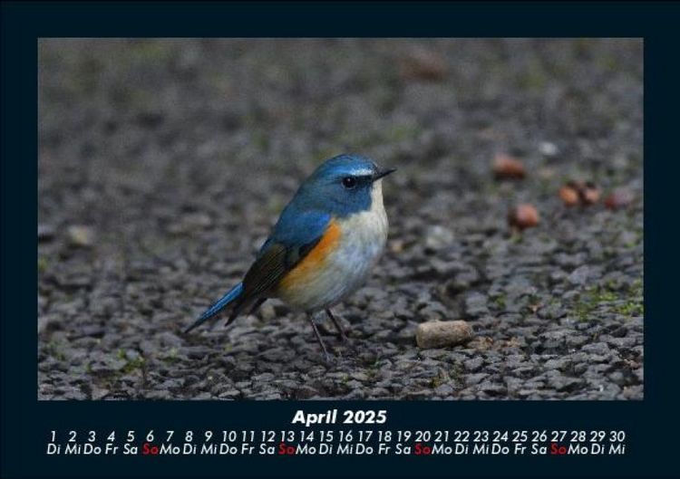 Produktbild: Tiere in der Wildnis 2025 Fotokalender DIN A5