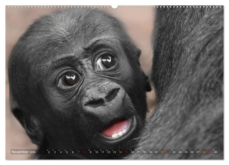 Produktbild: MENSCHENAFFENKINDER 2 (Wandkalender 2026 DIN A2 quer), CALVENDO Monatskalender