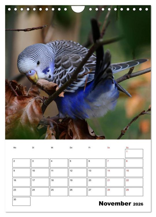 Produktbild: Wellensittichkalender Jubil&auml;umsedition - 10 Jahre Wellensittichkalender! (Wandkalender 2026 DIN A4 hoch), CALVENDO Monatskalender