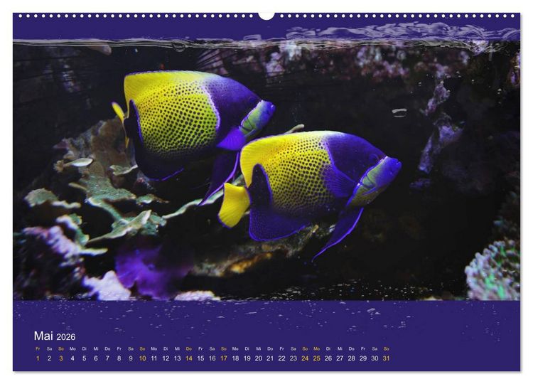 Produktbild: Korallenfische im Lichtschimmer des Meeres (hochwertiger Premium Wandkalender 2026 DIN A2 quer), Kunstdruck in Hochglanz