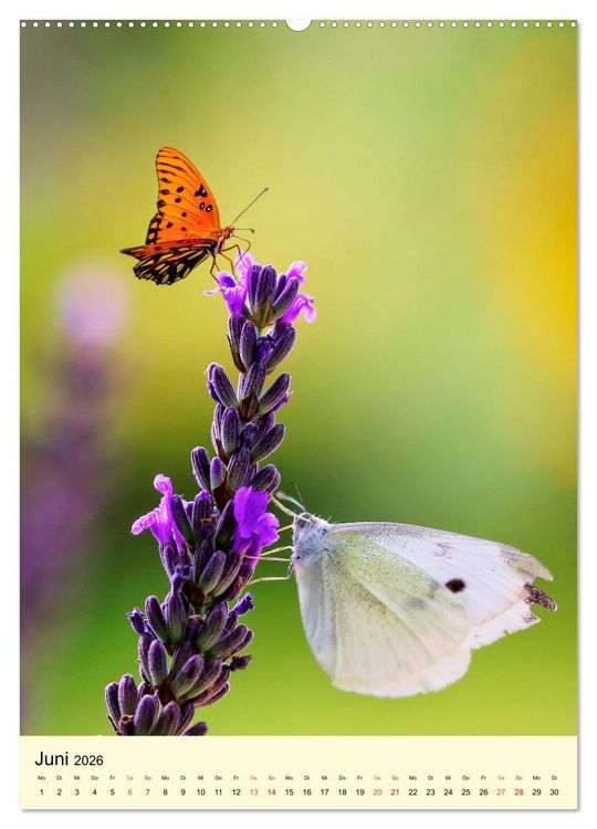 Produktbild: Provence Lavendel Paradies (Wandkalender 2026 DIN A2 hoch), CALVENDO Monatskalender