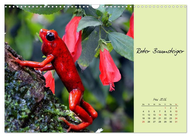 Produktbild: Heimische und exotische Amphibien (Wandkalender 2026 DIN A3 quer), CALVENDO Monatskalender