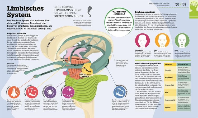 Produktbild: #dkinfografik. Das menschliche Gehirn und wie es funktioniert