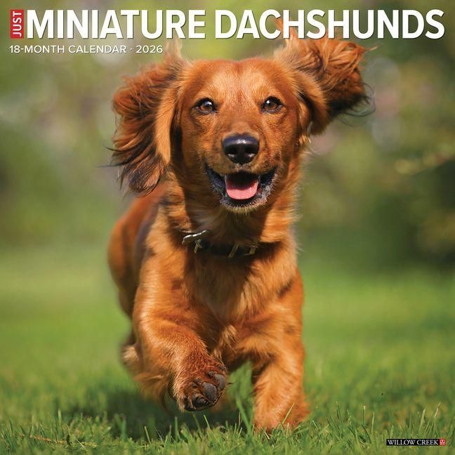 Produktbild: Miniature Dachshunds 2026 Wall Calendar