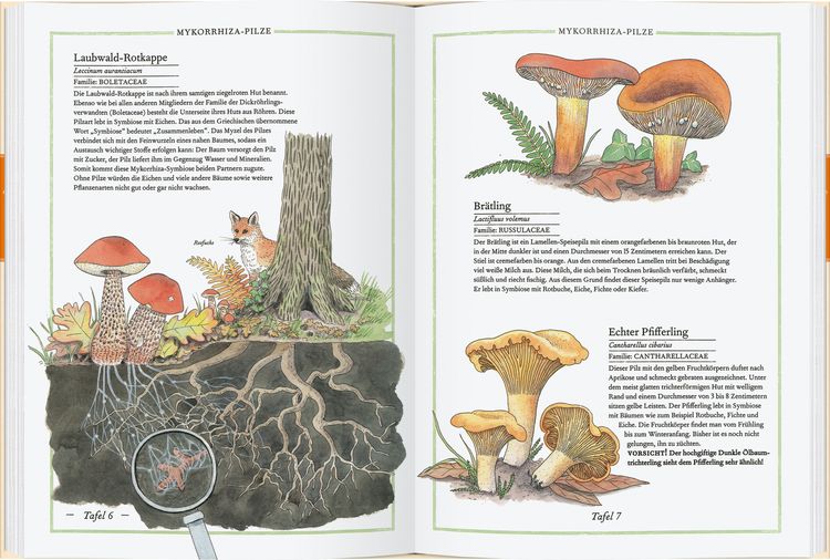 Produktbild: Steinpilz, Tr&uuml;ffel, Pfifferling