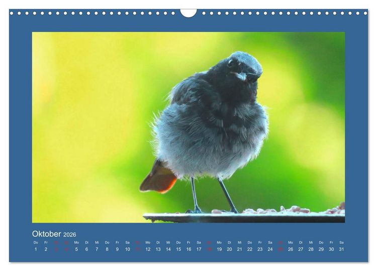 Produktbild: Vogelportr&auml;ts - Heimische V&ouml;gel auf meinem Balkon (Wandkalender 2026 DIN A3 quer), CALVENDO Monatskalender