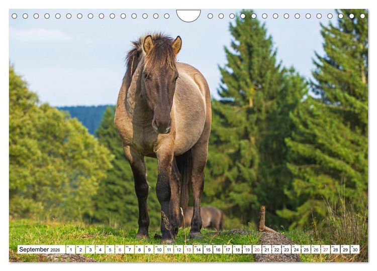 Produktbild: Konik - Frei geboren (Wandkalender 2026 DIN A4 quer), CALVENDO Monatskalender