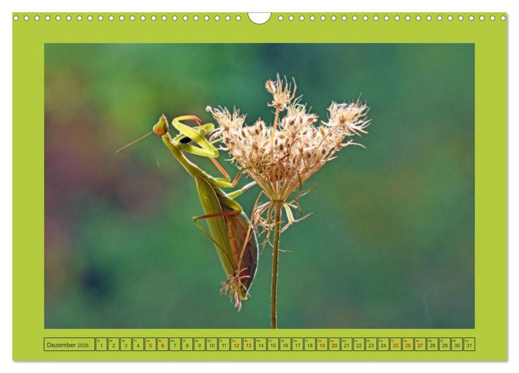 Produktbild: Die Gottesanbeterin Mantis Religiosa (Wandkalender 2026 DIN A3 quer), CALVENDO Monatskalender