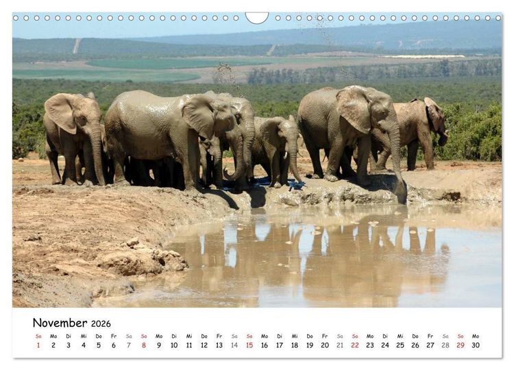 Produktbild: Afrikanische Elefanten in ADDO (Wandkalender 2026 DIN A3 quer), CALVENDO Monatskalender