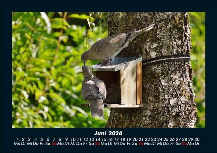 Produktbild: Vogelparadies 2026 Fotokalender DIN A5