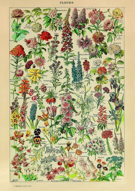 Produktbild: Millot - Fleurs