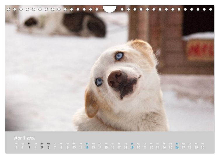 Produktbild: Alaskan Huskies (Wandkalender 2026 DIN A4 quer), CALVENDO Monatskalender