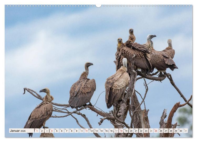 Produktbild: Wildnis Okavango-Delta (hochwertiger Premium Wandkalender 2026 DIN A2 quer), Kunstdruck in Hochglanz