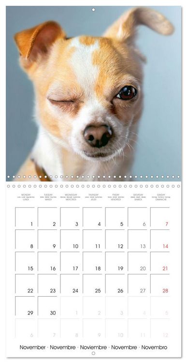 Produktbild: Chihuahua: Small dogs, but mighty (Wall Calendar 2027 12 &times; 12 Inch) CALVENDO 12 Month Wall Calendar