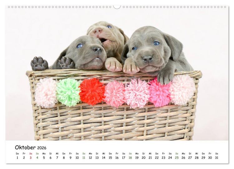 Produktbild: Baby Pfoten (hochwertiger Premium Wandkalender 2026 DIN A2 quer), Kunstdruck in Hochglanz