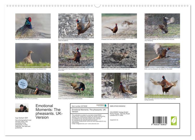 Produktbild: Emotional Moments: The pheasants. UK-Version (High Quality Premium Wall Calendar 2026 DIN A2 landscape),CALVENDO 12 Month Wall Calendar