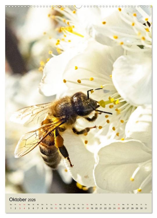 Produktbild: INSEKTENWELT - Heimische N&uuml;tzlinge ganz nah (hochwertiger Premium Wandkalender 2026 DIN A2 hoch), Kunstdruck in Hochglanz