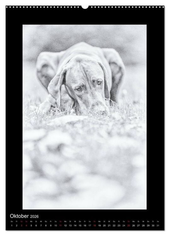 Produktbild: Vizsla-Liebe (Wandkalender 2026 DIN A2 hoch), CALVENDO Monatskalender